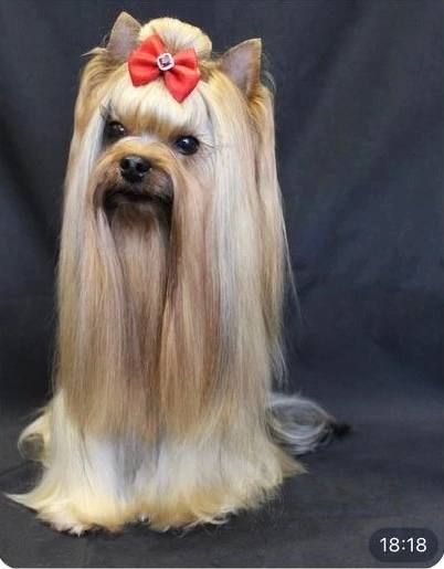  ULANA &mdash; Labaza DogPedigree YorkshireTerrier